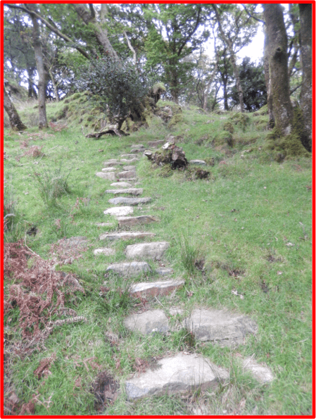Path on Dinas Emrys, Wales, author photo
