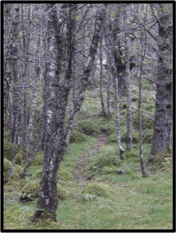Path in the Black Wood of Rannoch, Author Photo